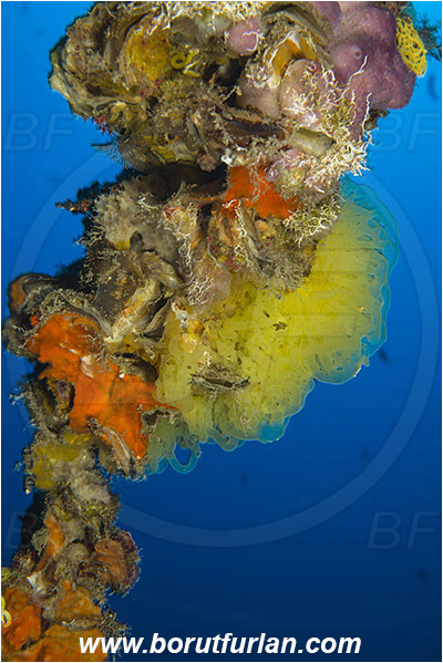 Island Mlejt, Croatia, Adriatic sea, Mediterranean sea, Clathrina clathrus, Clathrina, Clathrinidae, Yellow sponge, Sponge, Porifera