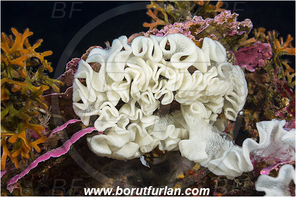 Island Mlejt, Croatia, Adriatic sea, Mediterranean sea, Eggs, Nudibranch eggs, Sea snail eggs, Gastropoda, Mollusca