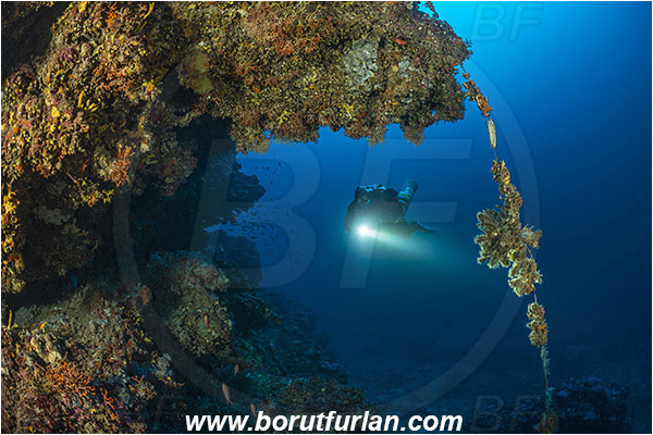 Island Mlejt, Croatia, Adriatic sea, Mediterranean sea, Reef, Diver