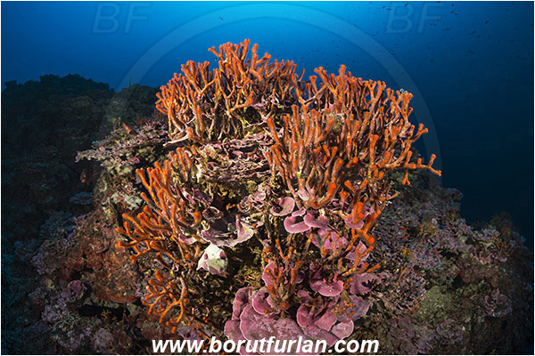 Island Mlejt, Croatia, Adriatic sea, Mediterranean sea, Myriapora truncata, Myriapora, Myriaporidae, False coral, Red bryozoan, Bryozoa, Bryozoan, Reef