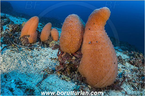 Island Mlejt, Croatia, Adriatic sea, Mediterranean sea, Aplidium conicum, Aplidium, Polyclinidae, Colony of tunicates, Conical sea squirt, Sea squirt, Ascidiacea, Tunicata, Tunicate, Reef