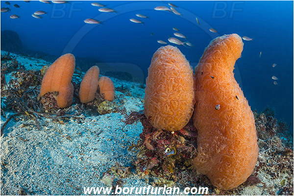 Island Mlejt, Croatia, Adriatic sea, Mediterranean sea, Aplidium conicum, Aplidium, Polyclinidae, Colony of tunicates, Conical sea squirt, Sea squirt, Ascidiacea, Tunicata, Tunicate, Reef