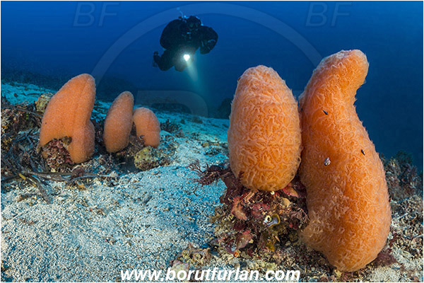 Island Mlejt, Croatia, Adriatic sea, Mediterranean sea, Aplidium conicum, Aplidium, Polyclinidae, Colony of tunicates, Conical sea squirt, Sea squirt, Ascidiacea, Tunicata, Tunicate, Reef, Diver
