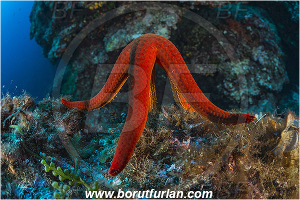 Island Mlejt, Croatia, Adriatic sea, Mediterranean sea, Hacelia attenuata, Hacelia, Ophidiasteridae, Smooth starfish, Strafish, Asteroidea, Echinodermata, Echinoderm, Reef, Seed release