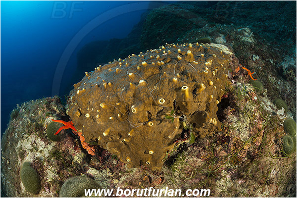 Island Mlejt, Croatia, Adriatic sea, Mediterranean sea, Sponge, Porifera, Unidentified, Reef