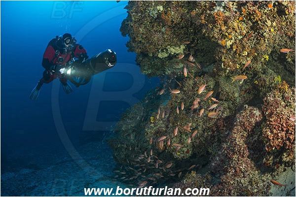 Island Mlejt, Croatia, Adriatic sea, Mediterranean sea, Reef, Reef, Anthias anthias, Anthias, Serranidae, Swallowtail seaperch, Seaperch, Fish, Fish school, Diver, Underwater scooter
