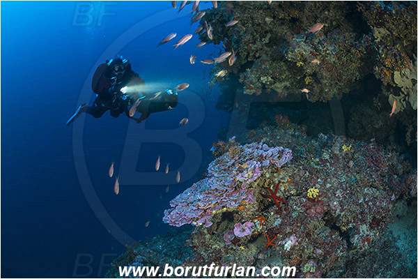 Island Mlejt, Croatia, Adriatic sea, Mediterranean sea, Reef, Peyssonnelia sp., Peyssonnelia, Peyssonneliaceae, Thalloid red algae, Algae, Reef, Anthias anthias, Anthias, Serranidae, Swallowtail seaperch, Seaperch, Fish, Fish school, Diver, Underwater scooter
