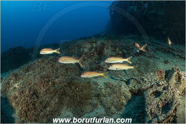 Peljesac, Croatia, Adriatic sea, Mediterranean sea, Mullus surmuletus, Mullus, Mullidae, Striped red mullet, Mullet, Goatfish, Fish, Fish school, Reef