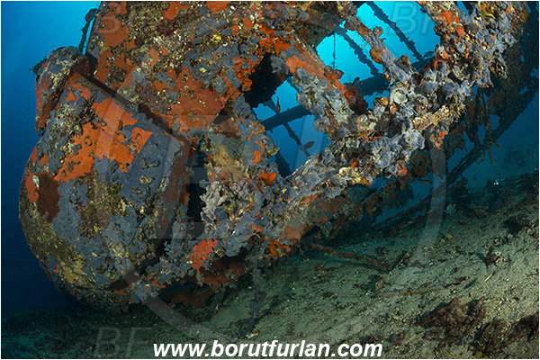 Peljesac, Croatia, Adriatic sea, Mediterranean sea, Wreck, S-57 wreck (German "speedboat" from WW II), S-57