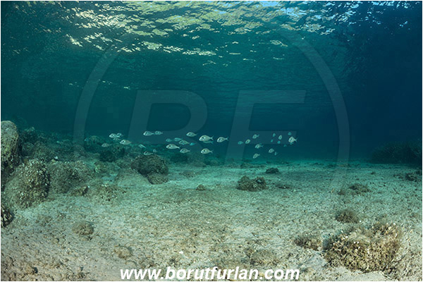 Peljesac, Croatia, Adriatic sea, Mediterranean sea, Sparus aurata, Sparus, Sparidae, Gilthead seabream, Bream, Fish, Fish school, Reef