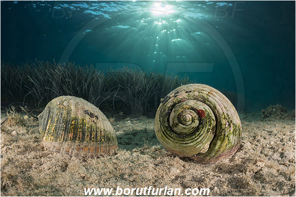 Peljesac, Croatia, Adriatic sea, Mediterranean sea, Tonna galea, Tonna, Tonnidae, Giant tun, Tun shell, Sea snail, Gastropoda, Mollusca, Mollusc
