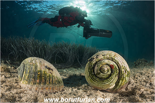 Peljesac, Croatia, Adriatic sea, Mediterranean sea, Tonna galea, Tonna, Tonnidae, Giant tun, Tun shell, Sea snail, Gastropoda, Mollusca, Mollusc, Diver, Underwater scooter