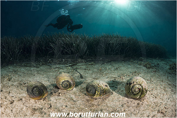 Peljesac, Croatia, Adriatic sea, Mediterranean sea, Tonna galea, Tonna, Tonnidae, Giant tun, Tun shell, Sea snail, Gastropoda, Mollusca, Mollusc, Diver, Underwater scooter