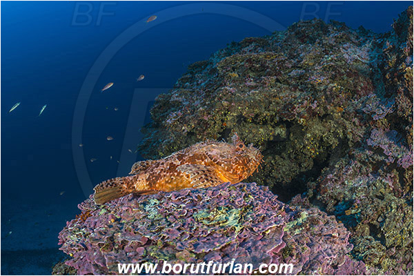 Island Mlejt, Croatia, Adriatic sea, Mediterranean sea, Reef, Peyssonnelia sp., Peyssonnelia, Peyssonneliaceae, Thalloid red algae, Algae, Reef, Scorpaena scrofa, Scorpaena, Scorpaenidae, Great red scorpionfish, Scorpionfish, Fish