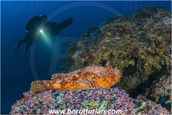 Island Mlejt, Croatia, Adriatic sea, Mediterranean sea, Reef, Peyssonnelia sp., Peyssonnelia, Peyssonneliaceae, Thalloid red algae, Algae, Reef, Scorpaena scrofa, Scorpaena, Scorpaenidae, Great red scorpionfish, Scorpionfish, Fish, Diver, Underwater scooter