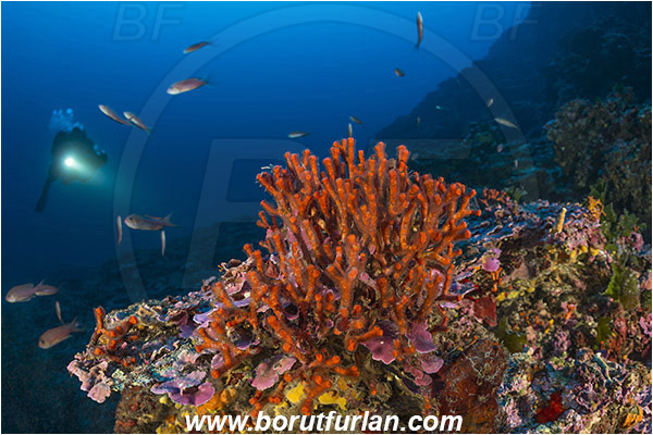 Island Mlejt, Croatia, Adriatic sea, Mediterranean sea, Reef, Myriapora truncata, Myriapora, Myriaporidae, False coral, Red bryozoan, Bryozoa, Bryozoan, Reef, Diver, Underwater scooter