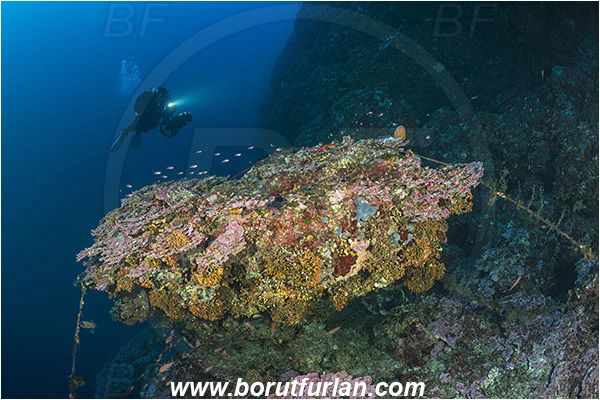 Island Mlejt, Croatia, Adriatic sea, Mediterranean sea, Reef, Peyssonnelia sp., Peyssonnelia, Peyssonneliaceae, Thalloid red algae, Algae, Reef, Diver, Underwater scooter