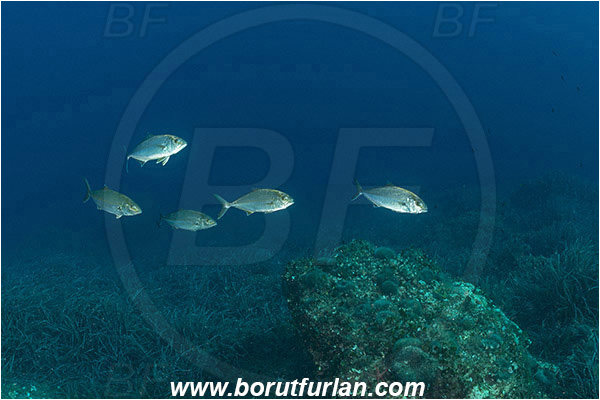 Island Mljet, Croatia, Adriatic sea, Mediterranean sea, Seriola dumerili, Seriola, Carangidae, Greater Amberjack, Amberjack, Jack, Fish, Fish school, Reef, Sea grass