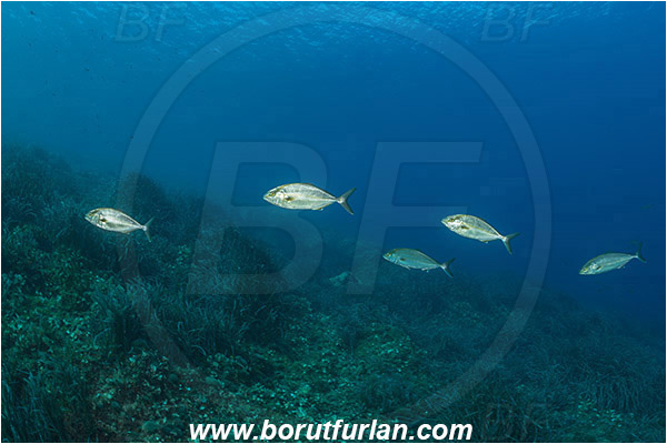 Island Mljet, Croatia, Adriatic sea, Mediterranean sea, Seriola dumerili, Seriola, Carangidae, Greater Amberjack, Amberjack, Jack, Fish, Fish school, Reef, Sea grass