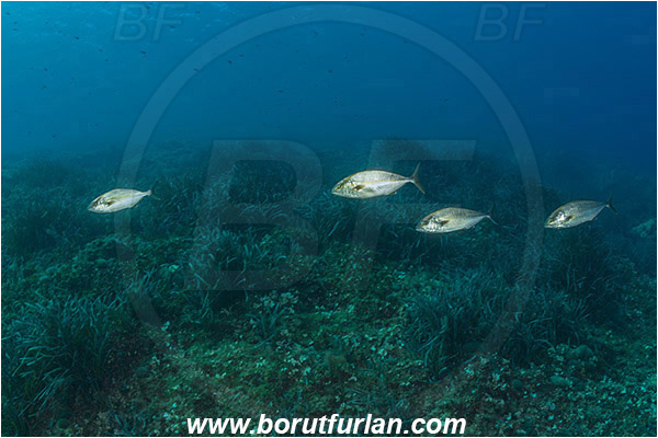 Island Mljet, Croatia, Adriatic sea, Mediterranean sea, Seriola dumerili, Seriola, Carangidae, Greater Amberjack, Amberjack, Jack, Fish, Fish school, Reef, Sea grass
