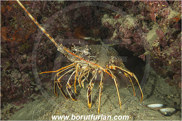Island Mljet, Croatia, Adriatic sea, Mediterranean sea, Palinurus elephas, Palinurus, Palinuridae, Decapoda, European spiny lobster, Spiny lobster, Lobster, Crustacea, Crustacean