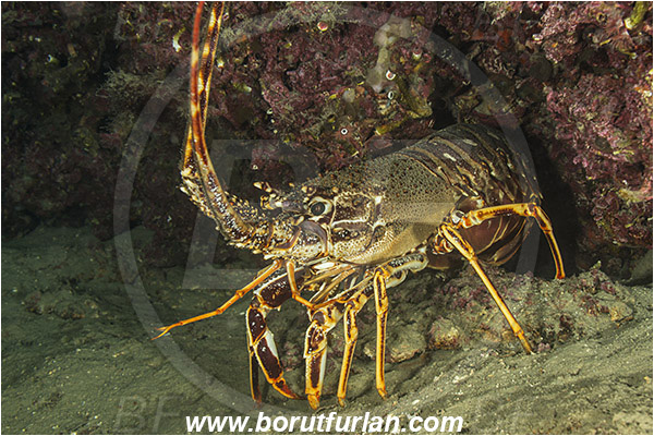 Island Mljet, Croatia, Adriatic sea, Mediterranean sea, Palinurus elephas, Palinurus, Palinuridae, Decapoda, European spiny lobster, Spiny lobster, Lobster, Crustacea, Crustacean