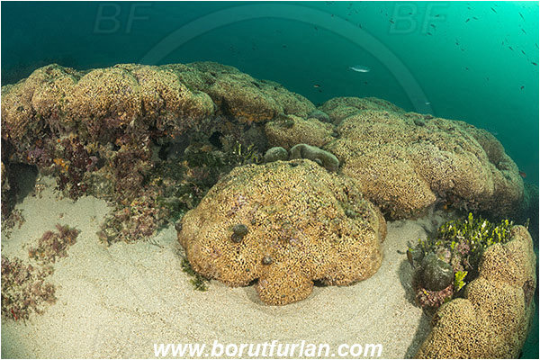 Island Mljet, Croatia, Adriatic sea, Mediterranean sea, Cladocora caespitosa, Cladocora, Family: Scleractinia incertae sedis, Mediterranean pillow coral, Coral, Anthozoa, Cnidaria, Cnidarian, Reef