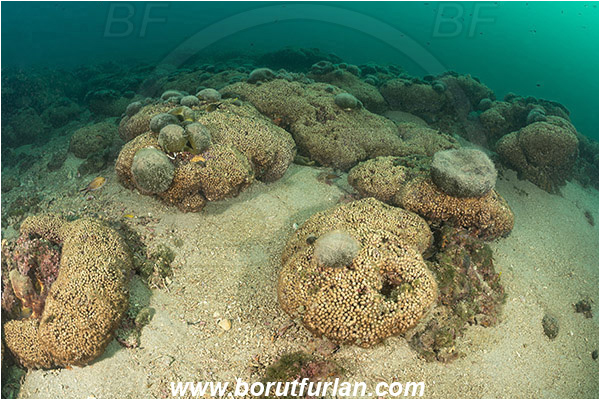 Island Mljet, Croatia, Adriatic sea, Mediterranean sea, Cladocora caespitosa, Cladocora, Family: Scleractinia incertae sedis, Mediterranean pillow coral, Coral, Anthozoa, Cnidaria, Cnidarian, Reef