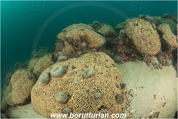 Island Mljet, Croatia, Adriatic sea, Mediterranean sea, Cladocora caespitosa, Cladocora, Family: Scleractinia incertae sedis, Mediterranean pillow coral, Coral, Anthozoa, Cnidaria, Cnidarian, Reef