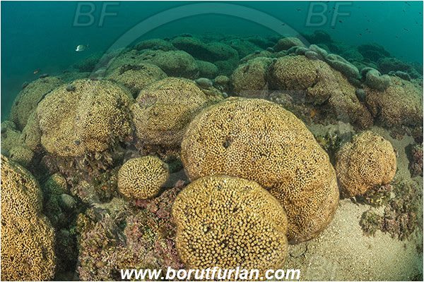 Island Mljet, Croatia, Adriatic sea, Mediterranean sea, Cladocora caespitosa, Cladocora, Family: Scleractinia incertae sedis, Mediterranean pillow coral, Coral, Anthozoa, Cnidaria, Cnidarian, Reef