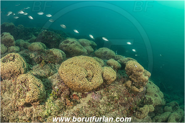 Island Mljet, Croatia, Adriatic sea, Mediterranean sea, Cladocora caespitosa, Cladocora, Family: Scleractinia incertae sedis, Mediterranean pillow coral, Coral, Anthozoa, Cnidaria, Cnidarian, Reef, Fish school