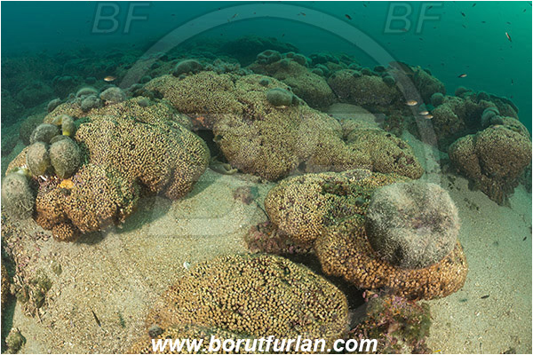 Island Mljet, Croatia, Adriatic sea, Mediterranean sea, Cladocora caespitosa, Cladocora, Family: Scleractinia incertae sedis, Mediterranean pillow coral, Coral, Anthozoa, Cnidaria, Cnidarian, Reef