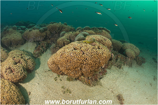 Island Mljet, Croatia, Adriatic sea, Mediterranean sea, Cladocora caespitosa, Cladocora, Family: Scleractinia incertae sedis, Mediterranean pillow coral, Coral, Anthozoa, Cnidaria, Cnidarian, Reef