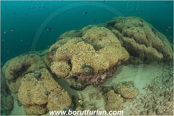 Island Mljet, Croatia, Adriatic sea, Mediterranean sea, Cladocora caespitosa, Cladocora, Family: Scleractinia incertae sedis, Mediterranean pillow coral, Coral, Anthozoa, Cnidaria, Cnidarian, Reef