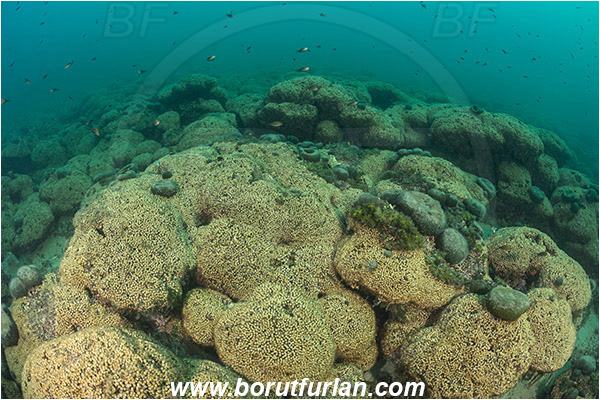 Island Mljet, Croatia, Adriatic sea, Mediterranean sea, Cladocora caespitosa, Cladocora, Family: Scleractinia incertae sedis, Mediterranean pillow coral, Coral, Anthozoa, Cnidaria, Cnidarian, Reef