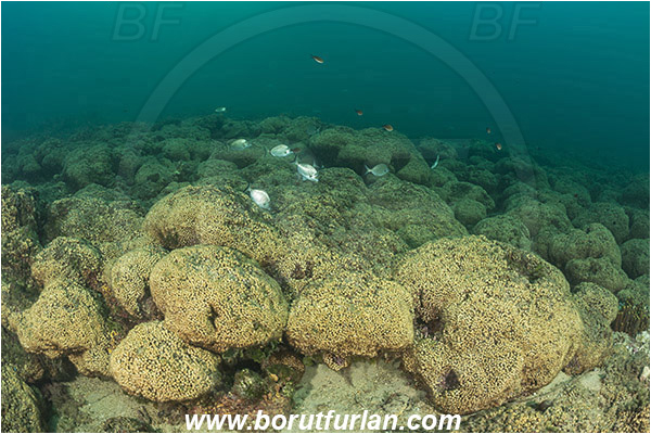 Island Mljet, Croatia, Adriatic sea, Mediterranean sea, Cladocora caespitosa, Cladocora, Family: Scleractinia incertae sedis, Mediterranean pillow coral, Coral, Anthozoa, Cnidaria, Cnidarian, Reef