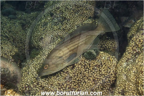 Island Mljet, Croatia, Adriatic sea, Mediterranean sea, Epinephelus costae, Epinephelus, Serranidae, Goldblotch grouper, Golden grouper, Grouper, Fish