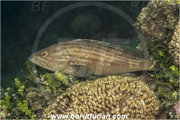 Island Mljet, Croatia, Adriatic sea, Mediterranean sea, Epinephelus costae, Epinephelus, Serranidae, Goldblotch grouper, Golden grouper, Grouper, Fish