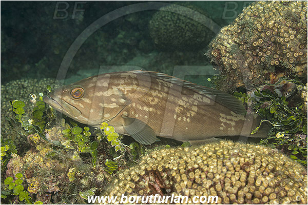 Island Mljet, Croatia, Adriatic sea, Mediterranean sea, Epinephelus costae, Epinephelus, Serranidae, Goldblotch grouper, Golden grouper, Grouper, Fish