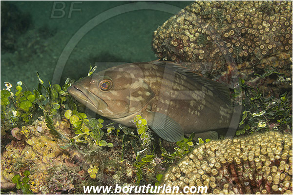 Island Mljet, Croatia, Adriatic sea, Mediterranean sea, Epinephelus costae, Epinephelus, Serranidae, Goldblotch grouper, Golden grouper, Grouper, Fish