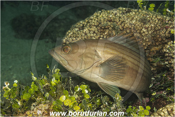 Island Mljet, Croatia, Adriatic sea, Mediterranean sea, Epinephelus costae, Epinephelus, Serranidae, Goldblotch grouper, Golden grouper, Grouper, Fish