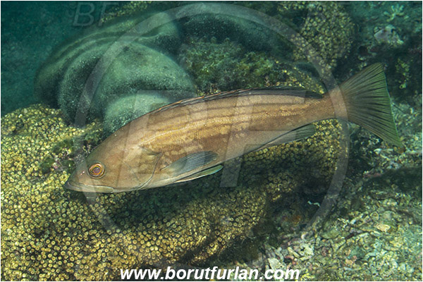 Island Mljet, Croatia, Adriatic sea, Mediterranean sea, Epinephelus costae, Epinephelus, Serranidae, Goldblotch grouper, Golden grouper, Grouper, Fish