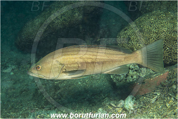 Island Mljet, Croatia, Adriatic sea, Mediterranean sea, Epinephelus costae, Epinephelus, Serranidae, Goldblotch grouper, Golden grouper, Grouper, Fish