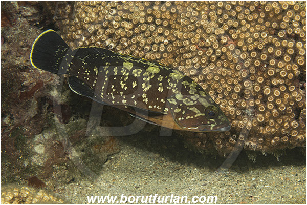 Island Mljet, Croatia, Adriatic sea, Mediterranean sea, Epinephelus marginatus, Epinephelus, Serranidae, Dusky grouper, Grouper, Fish, Juvenile