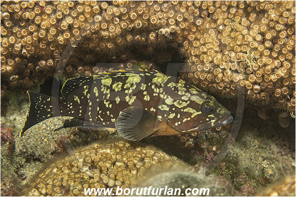 Island Mljet, Croatia, Adriatic sea, Mediterranean sea, Epinephelus marginatus, Epinephelus, Serranidae, Dusky grouper, Grouper, Fish, Juvenile