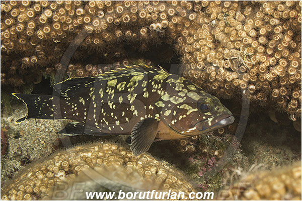 Island Mljet, Croatia, Adriatic sea, Mediterranean sea, Epinephelus marginatus, Epinephelus, Serranidae, Dusky grouper, Grouper, Fish, Juvenile