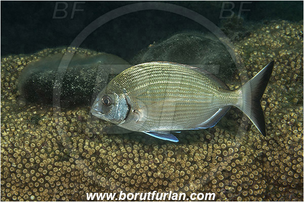 Island Mljet, Croatia, Adriatic sea, Mediterranean sea, Diplodus sargus, Diplodus, Sparidae, White seabream, Seabream, Fish