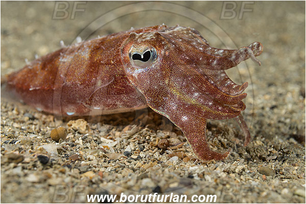 Piran, Slovenia, Adriatic sea, Mediterranean sea, Sepia elegans, Sepia, Sepiidae, Elegant cuttlefish, Cuttlefish, Cephalopoda, Mollusca, Mollusc