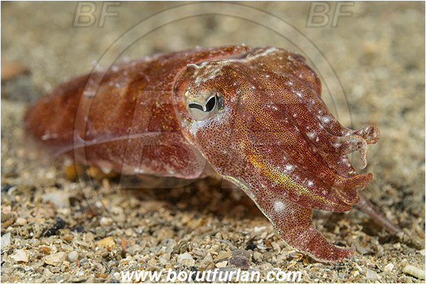 Piran, Slovenia, Adriatic sea, Mediterranean sea, Sepia elegans, Sepia, Sepiidae, Elegant cuttlefish, Cuttlefish, Cephalopoda, Mollusca, Mollusc