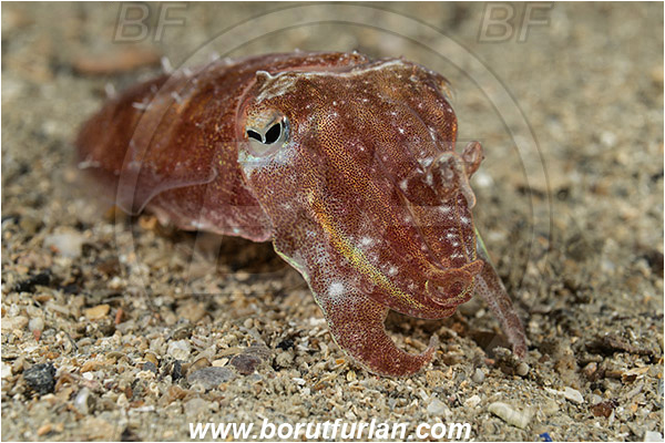 Piran, Slovenia, Adriatic sea, Mediterranean sea, Sepia elegans, Sepia, Sepiidae, Elegant cuttlefish, Cuttlefish, Cephalopoda, Mollusca, Mollusc